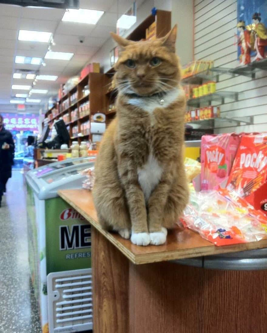 ボボさんのインスタグラム写真 - (ボボInstagram)「The humans were nice enough to let me sit near the snacks area 😹😹 good times! #throwbacklastyear #sillycat #catsofinstagram #tabbycat #instacat #pocky #longtimeago #datfacedoe #lol」9月7日 2時56分 - tabby_bobo