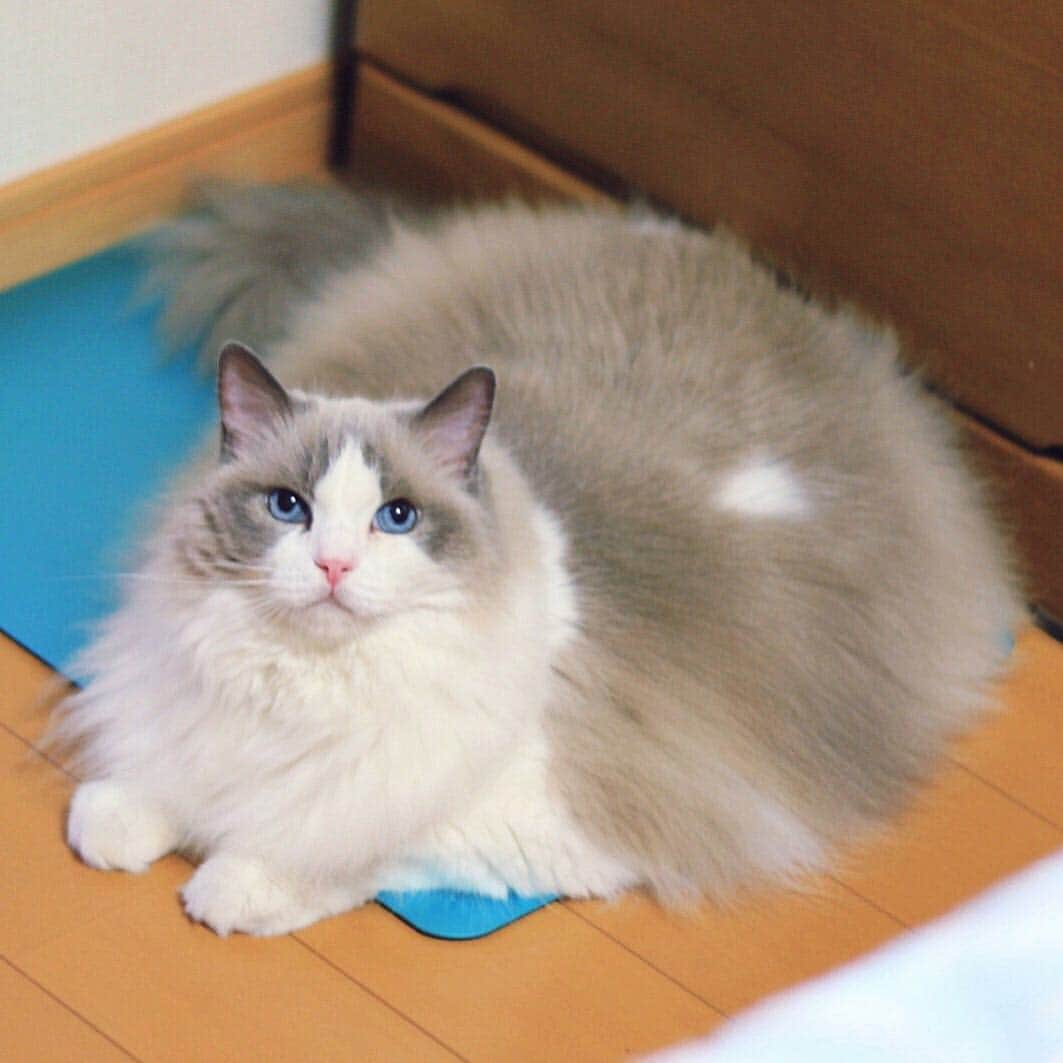 アンナのインスタグラム：「#cat #ragdoll #ragdollcat #neko #ネコ #ねこ #猫 #ラグドール」