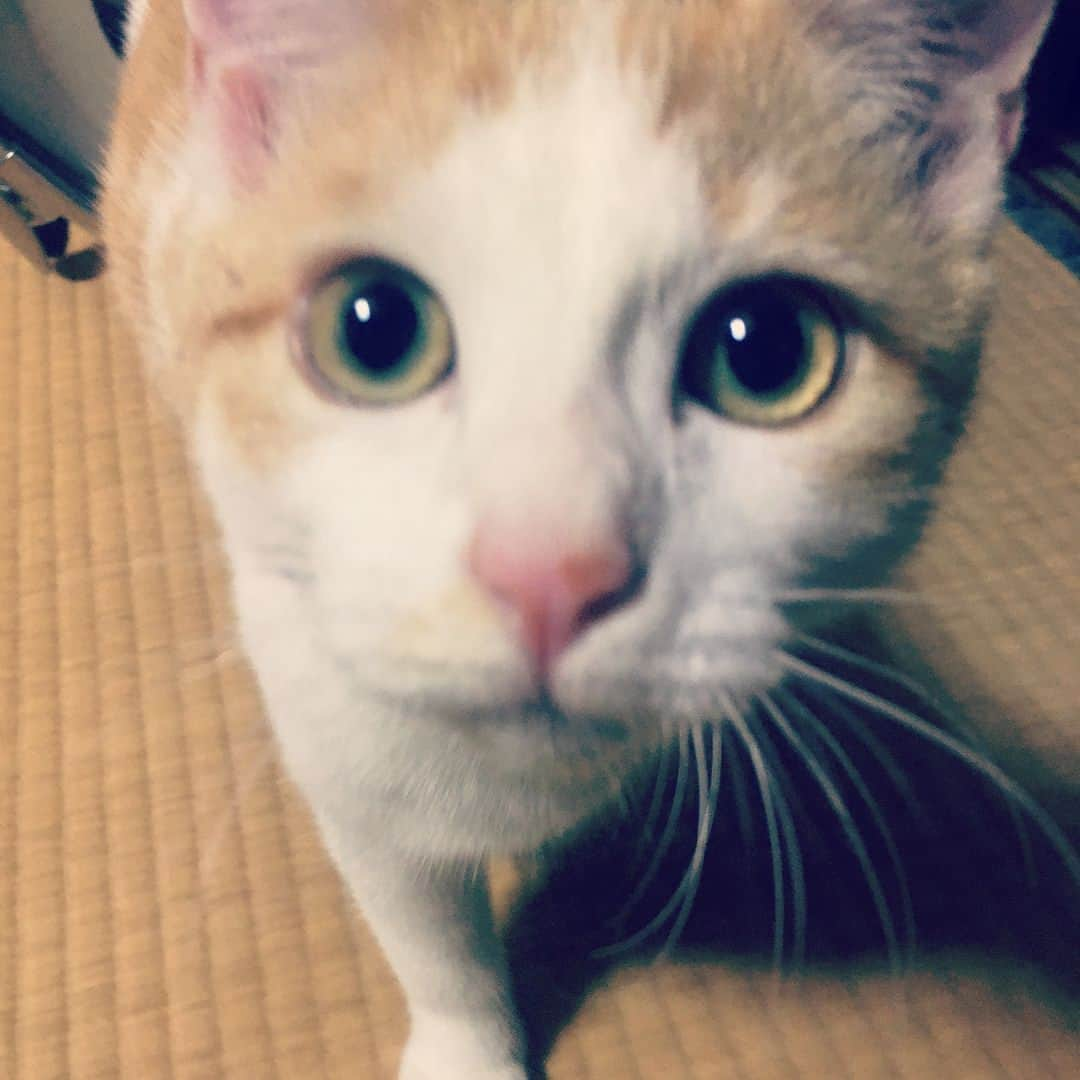 菅原卓郎さんのインスタグラム写真 - (菅原卓郎Instagram)「滝くんちのねこ。美女。  #猫 #ねこ」9月7日 10時47分 - takuro_sugawara