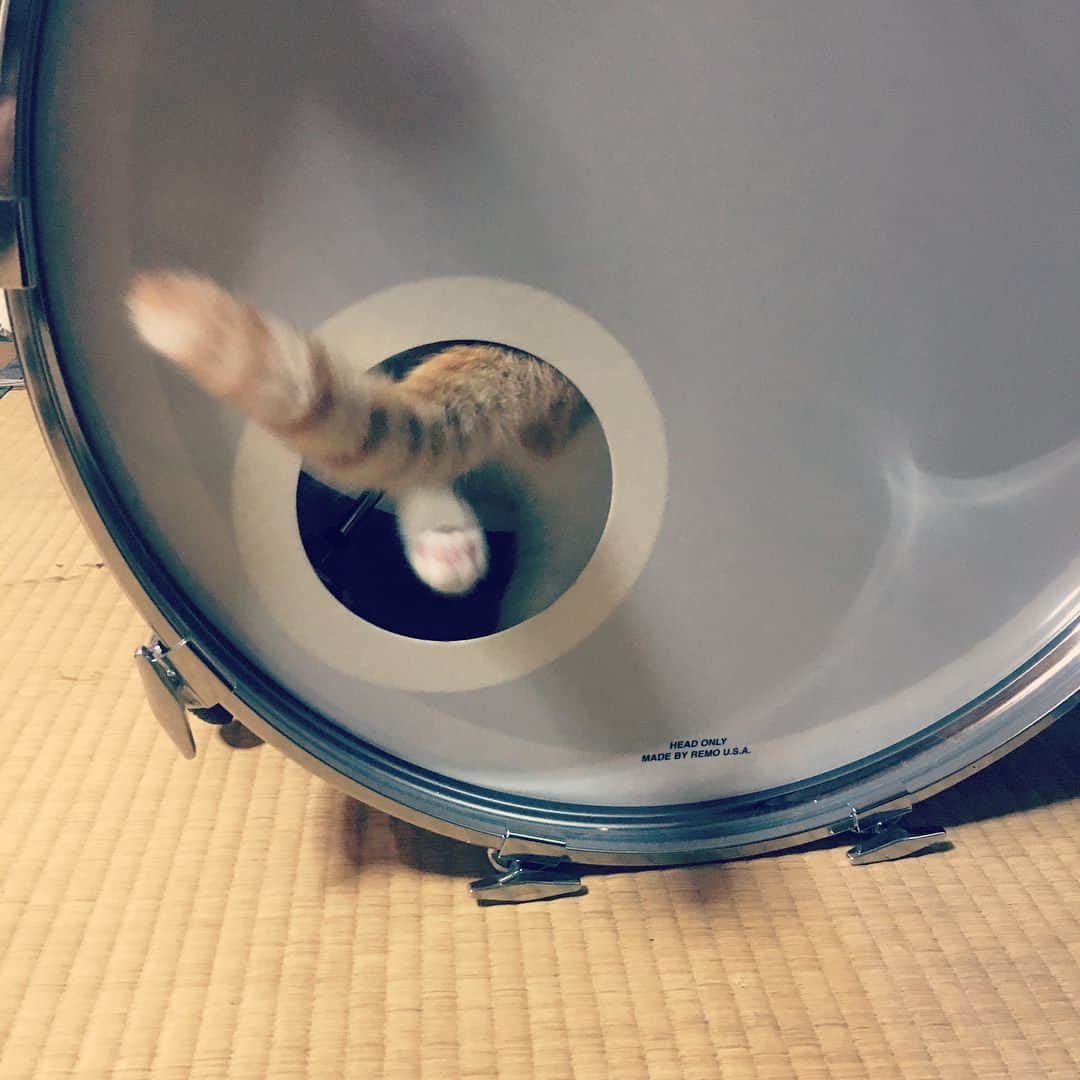 菅原卓郎さんのインスタグラム写真 - (菅原卓郎Instagram)「滝くんちのねこ。美女。  #猫 #ねこ」9月7日 10時47分 - takuro_sugawara