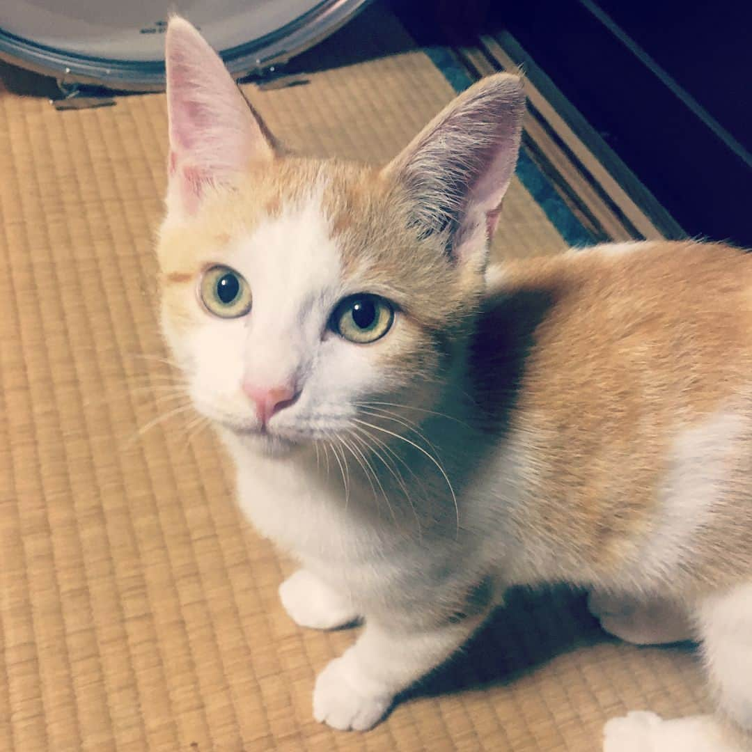 菅原卓郎さんのインスタグラム写真 - (菅原卓郎Instagram)「滝くんちのねこ。美女。  #猫 #ねこ」9月7日 10時47分 - takuro_sugawara