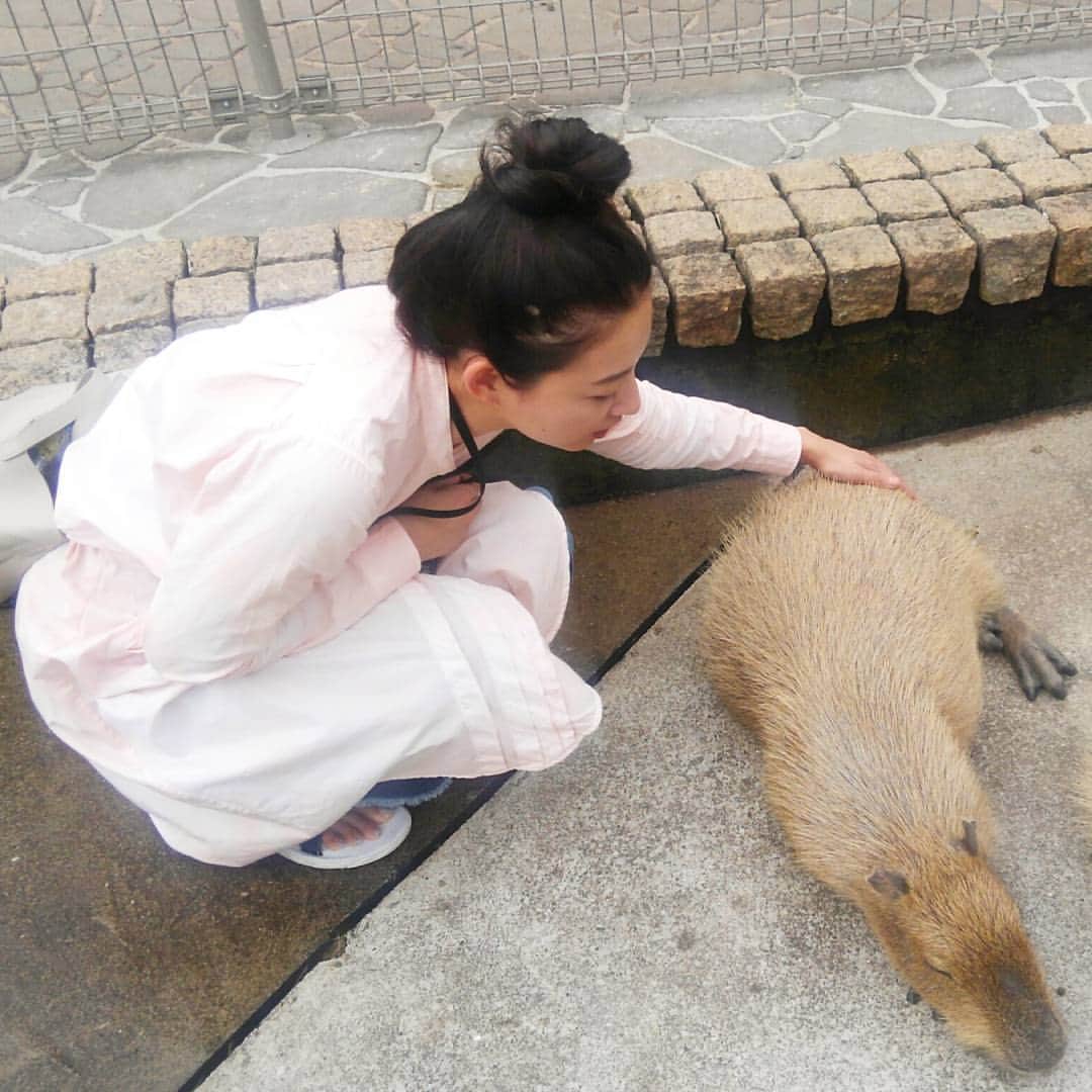 池田香織のインスタグラム：「後ろ脚の付け根あたりを撫でると眠くなるらしいと聞いて、撫でた瞬間パタッと寝た。  #イズー #カピバラ」