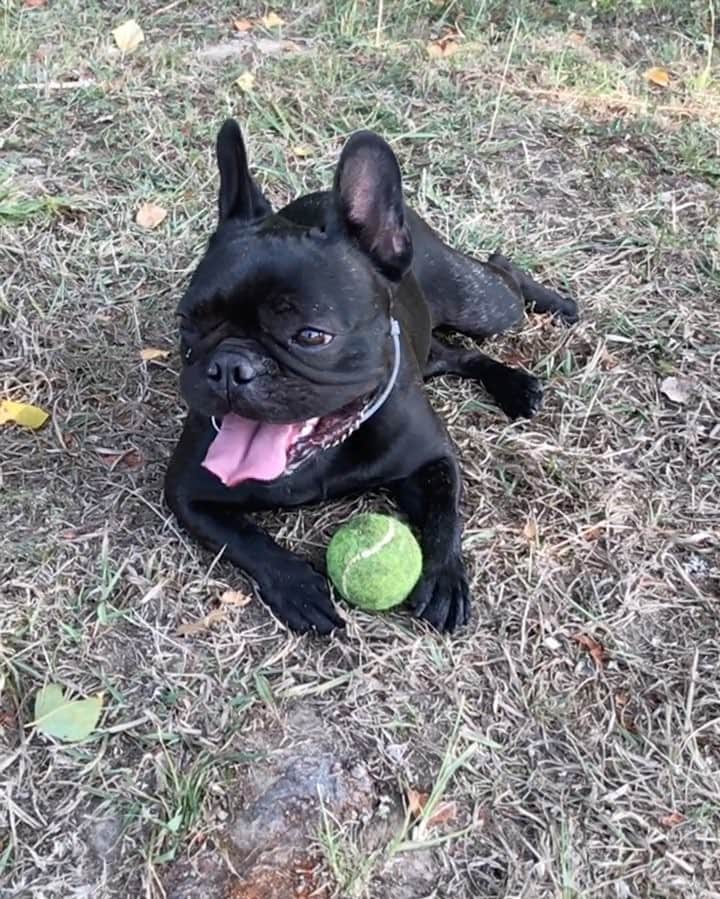 アンドレウ・フォンタスのインスタグラム：「Tiesura máxima!🐶🎾👅💦 by: BIMBA」