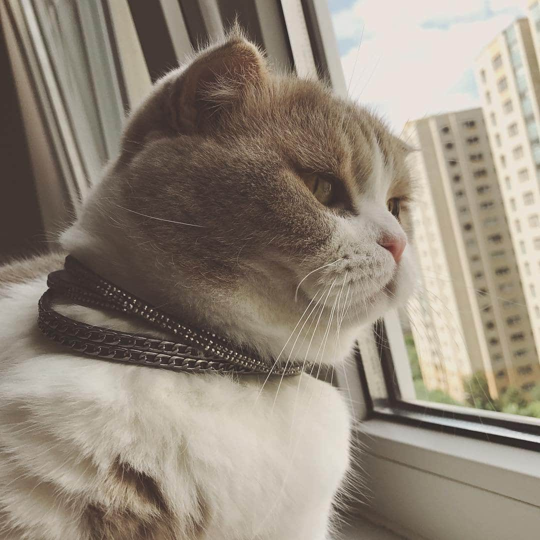 Любители котиковのインスタグラム：「Фото @poncikthecat  Хочешь попасть к нам на страницу ❓ 👉Отметь свое фото хэштегом #bestcatsinsta  Подписывайся - Subscribe! @ilyaenotov @ilyaenotov @ilyaenotov 🐈🐈🐈🐈🐈🐈🐈🐈🐈🐈🐈🐈🐈🐈🐈🐈🐈🐈🐈🐈🐈🐈🐈🐈🐈🐈🐈 #cat #kitten #kittens #кошка #кошки #котенок #котята #кот #котэ #котейка #котики #neko #katze #gato #gatto #kedi #köttur #kissanpentu #кішка #lovecats #funnycat #catoftheday」