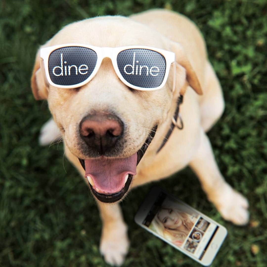Dine - More Dates, Not Swipes.のインスタグラム：「Yeah, yeah, all men are dogs. But look at this pup and tell me; is that really such a bad thing? #puppy #doglover #mansbestfriend #funnypic #adorable」