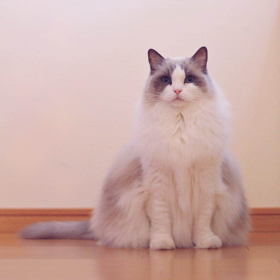 のインスタグラム：「#cat #ragdoll #ragdollcat #neko #ネコ #ねこ #猫 #ラグドール」