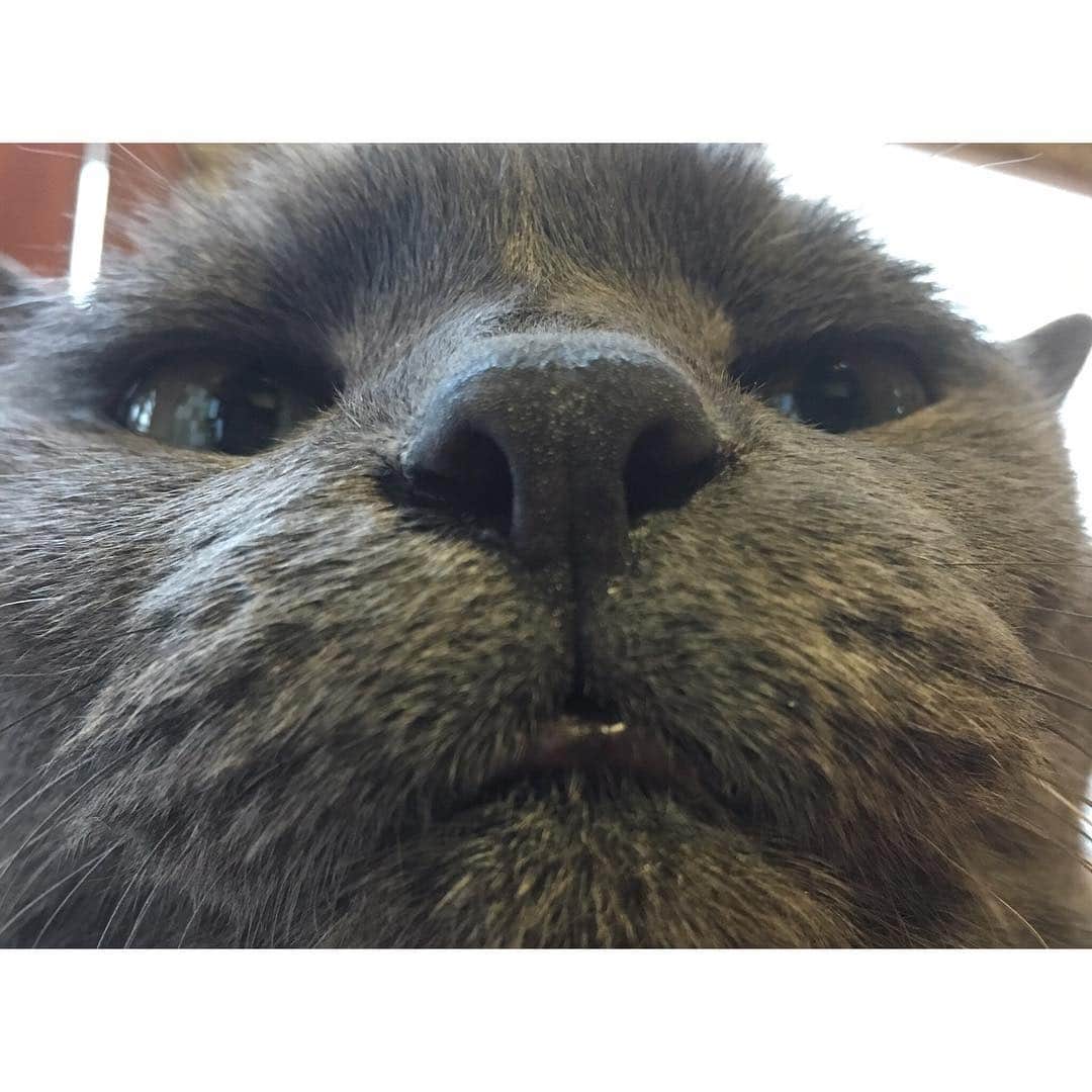 宮田聡子さんのインスタグラム写真 - (宮田聡子Instagram)「猫カフェで出会った銀さんが可愛すぎた」10月4日 17時43分 - miyatasatoko