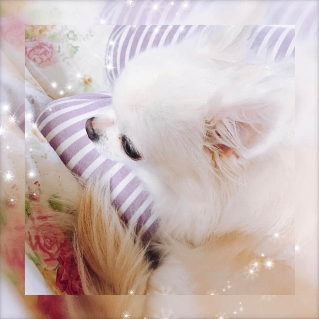 のインスタグラム：「ひざの上にななちゃん♡ あったかい(⑉• •⑉)💓 お互いあったかいw けどこのままじゃ足がしびれる。。。 #おーえすゆー #白戸遥 #はるちゃん #ペパーミント #7期生 #チワワ #白 #ホワイト #パジャマは #しましま #むらさき #正座 #しびれる #と思う #かわいい #家族 #癒し #ぬくぬく #もこもこ #アイドル #idol #followｍe #ロングコートチワワ」