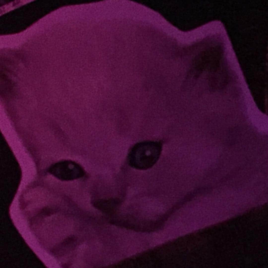 のインスタグラム：「냐옹🐶」