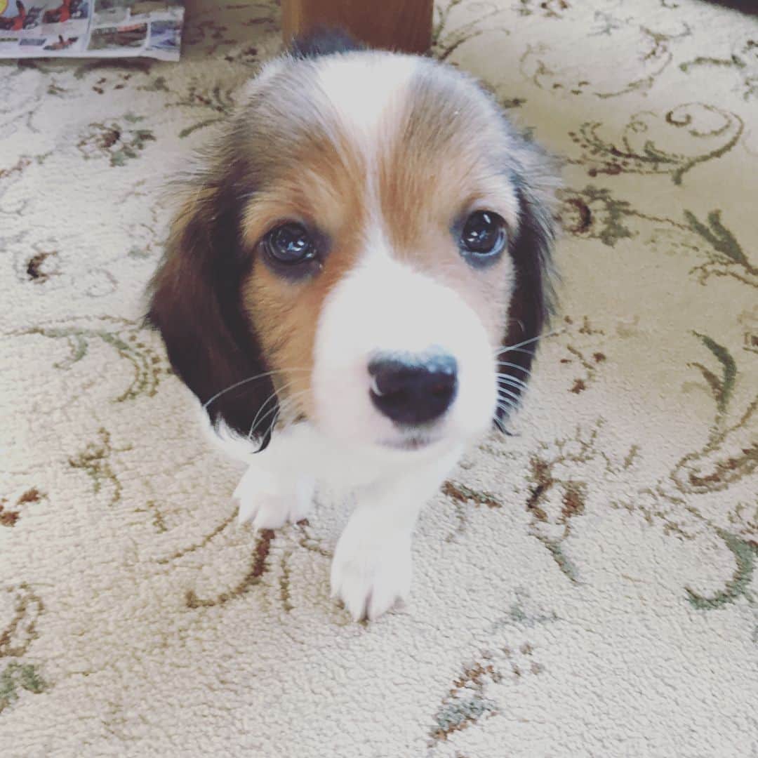 大菅小百合のインスタグラム：「実家に新しい家族がやってきた🐶 ・ ・ ・ #レンくん #ビーグルとダックスのミックス #すでにやんちゃ #じいは孫ロスを回避できるか #成長が楽しみ」
