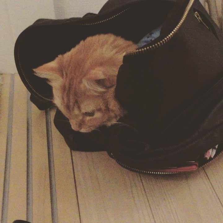 こしじまとしこのインスタグラム：「私のかばんに入ってくれました😻 #にゃんすたぐらむ #ねこ」