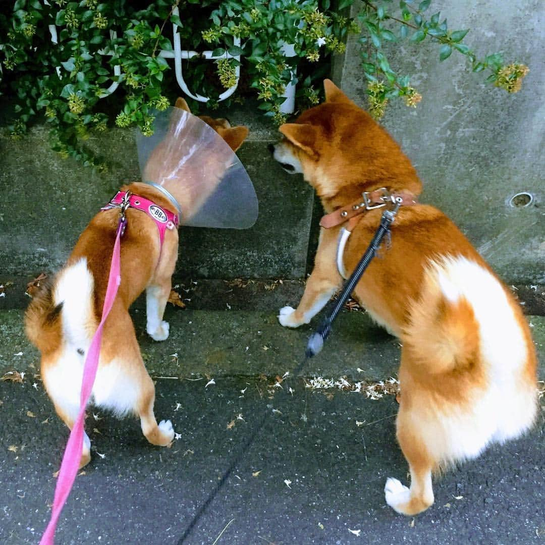 花丸さんのインスタグラム写真 - (花丸Instagram)「気になる気になる👀  #Googleフォトさんが #フォトジェニックに加工してくれましてん #フォトジェニックってなんや #尻尾の巻き方おそろ #萌えポイントやで #柴犬 #shiba #shibainu #ふわもこ部 #weeklyfluff」10月7日 9時56分 - hanaruko