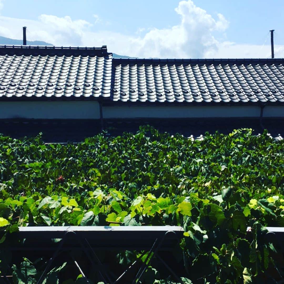 志摩有子さんのインスタグラム写真 - (志摩有子Instagram)「ぶどう狩りの前に腹ごしらえ。原茂ワインの二階にあるカーサダノーマで葡萄棚を眺めながらのんびりランチ。デザートはピオーネのチーズケーキ。もちろん一階でワインも購入。 #勝沼 #原茂ワイン #カーサダノーマ」9月14日 18時42分 - ariko418