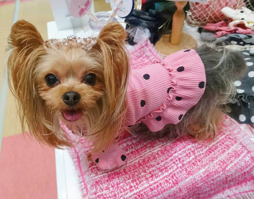 miroir ?miroir(ミロワール)?のインスタグラム：「阪急ハロードッグフェスタが終了しました🐶💕可愛いワンちゃん達にお会いできてとても楽しかったです😍✨ありがとうございました💓 #阪急ハロードッグ#阪急梅田#阪急ハロードッグフェスタ#大阪#ワンちゃん#ドッグウェア#ミロワール#miroirjapan」