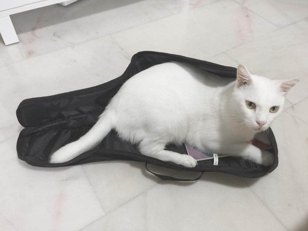 Ray Rayのインスタグラム：「If I fits... and apparently I'm made in China 😸」