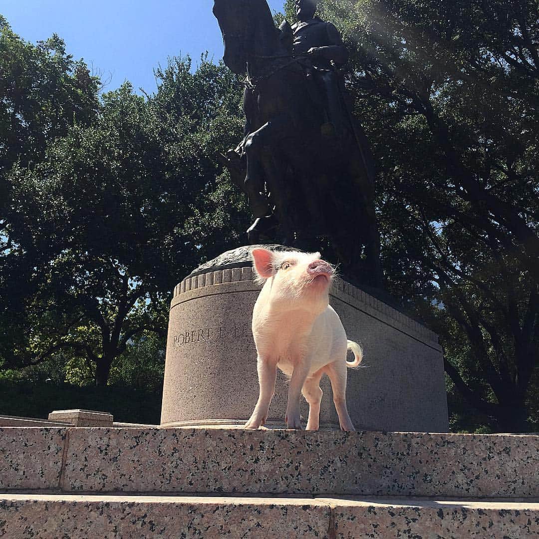 baconのインスタグラム：「Since Dallas is taking Lee down, can they put a statue of me in its place? 🐷 #piglivesmatter」