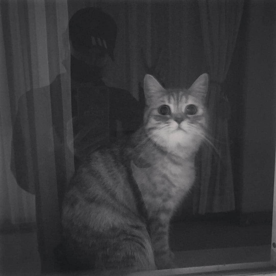 KIKIさんのインスタグラム写真 - (KIKIInstagram)「看到一只可爱咪咪在窗口等着主人回家  吸不到但是合影get✌️」9月15日 21時04分 - hellokiki77