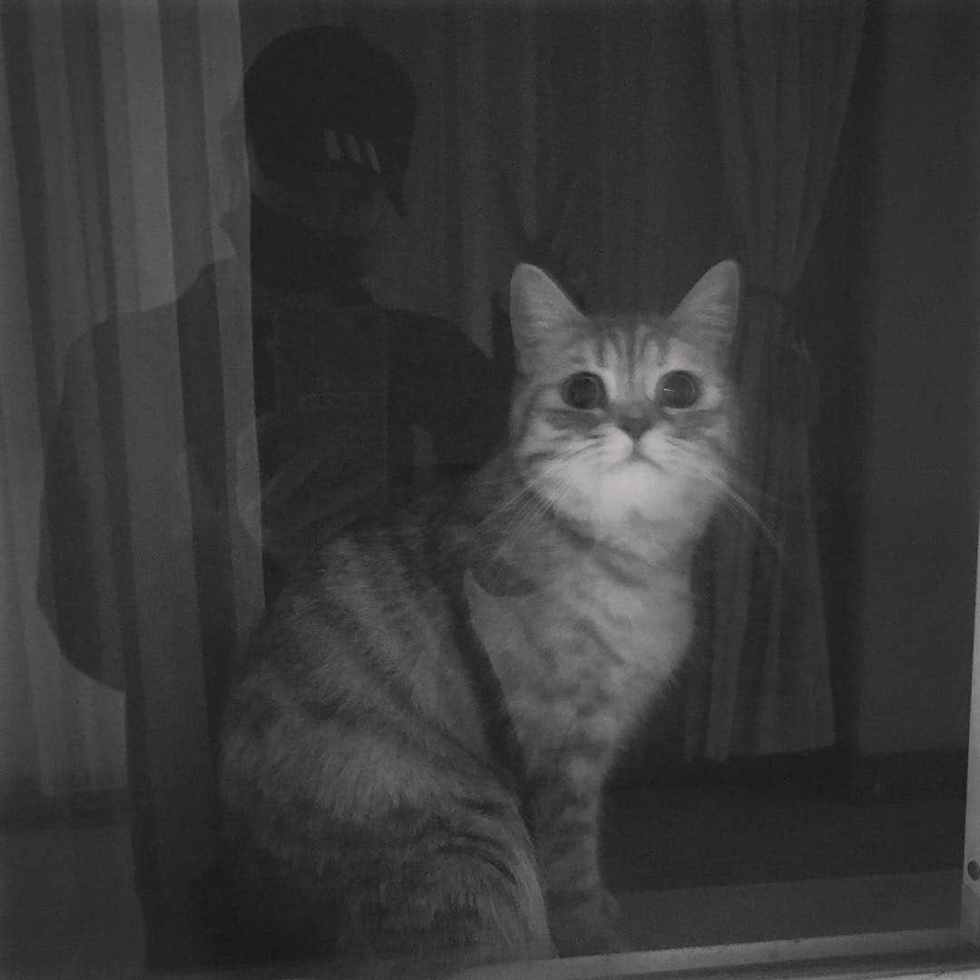 KIKIのインスタグラム：「看到一只可爱咪咪在窗口等着主人回家  吸不到但是合影get✌️」
