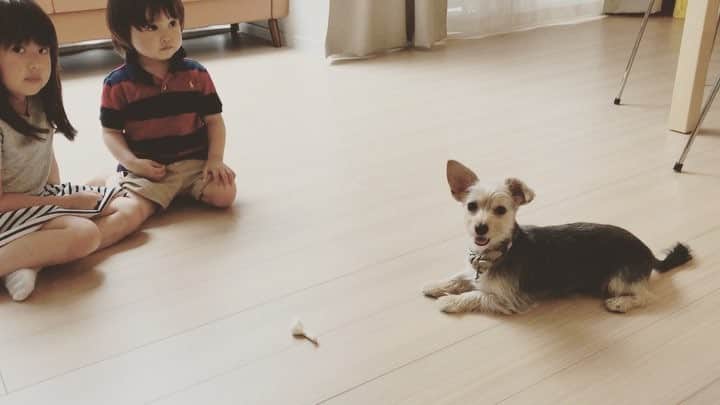 のインスタグラム：「#おい #めい による、バン！ の練習中。 #bang #dogtraining #dogmodel #dogstagram #dogsofinstagram #yorkiesofinstagram #dachshund #doggy #doggie #insta_dogs #instapups #willywonka #followme #ヨーキー #ダックスフント #ダックスフンド #ヨークシャテリア #ハーフ犬 #ミックス犬 #甥っ子 #姪っ子」