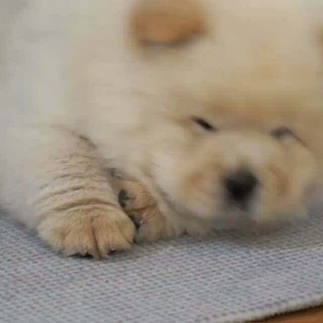 CHOWSTAGRAM CHoW CHoW PuPPieSのインスタグラム：「😍😍😍 ViDeo : @xiaodou.dou 😍😍😍」
