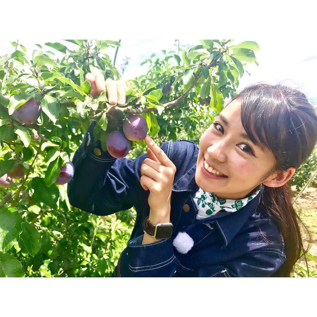 渡辺早織さんのインスタグラム写真 - (渡辺早織Instagram)「明日9/17 あさ8:25〜 NHK『うまいッ！』出演します！ 今回は長野県のプルーンを取材しました。 初めての生プルーン…✨今まで食べてこなかった人生を後悔しました（笑） キラキラ輝いていて綺麗でびっくりするほど甘い❗️ ぜひチェックしてください😋 #nhk #うまいッ #渡辺早織」9月16日 20時03分 - _watanabesaori_