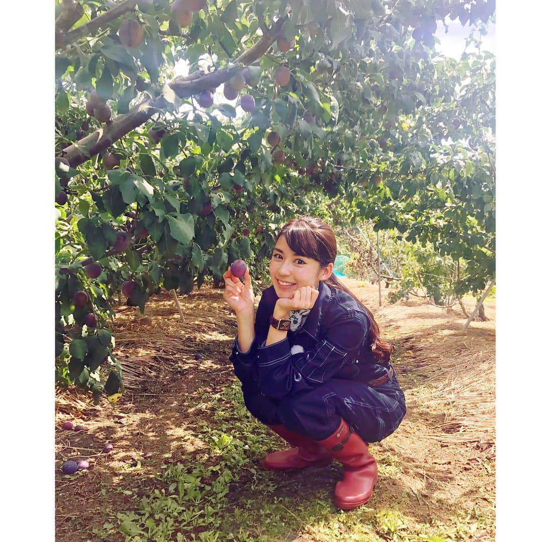 渡辺早織さんのインスタグラム写真 - (渡辺早織Instagram)「明日9/17 あさ8:25〜 NHK『うまいッ！』出演します！ 今回は長野県のプルーンを取材しました。 初めての生プルーン…✨今まで食べてこなかった人生を後悔しました（笑） キラキラ輝いていて綺麗でびっくりするほど甘い❗️ ぜひチェックしてください😋 #nhk #うまいッ #渡辺早織」9月16日 20時03分 - _watanabesaori_