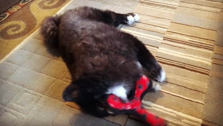 のインスタグラム：「絶対自分では取りに行こうとしないコテツ😐😐#黒ポメ#pomeranian #pomestagram」