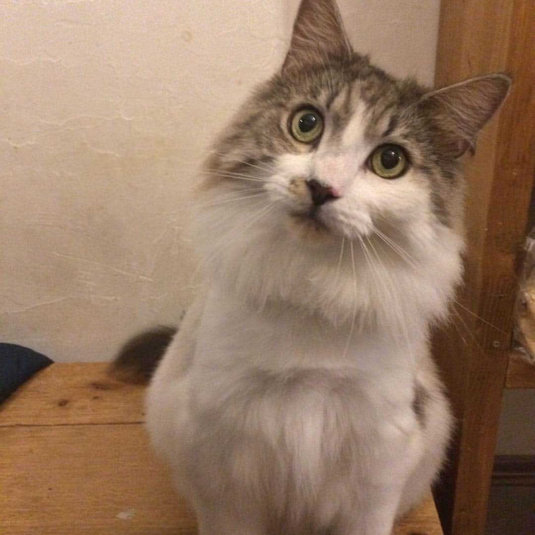 山本マサユキのインスタグラム：「今日のマルオ。#イセスタ#イセッタスタジオ」