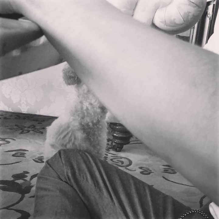 中山恵梨香のインスタグラム：「わしにもおくれと旦那の食事に張り付く犬。 #dog#犬#ごはん中」