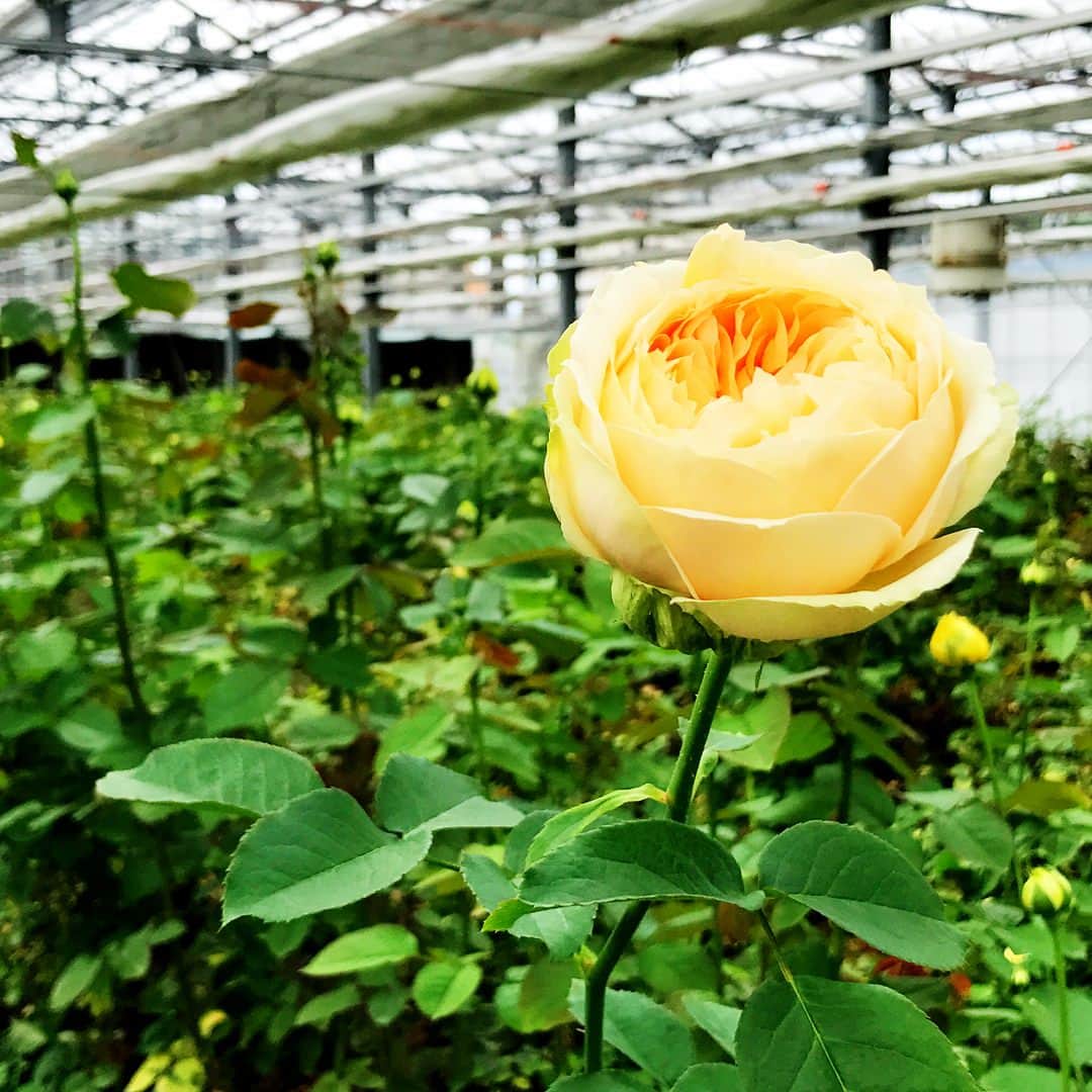 佐藤嘉洋さんのインスタグラム写真 - (佐藤嘉洋Instagram)「綺麗な薔薇には棘がある。  名古屋大手広告会社の松山つよしさんを中心とした勉強会の一環で、豊川の天野バラ園を視察してきました。 バラ園の経営者なんて、そうそう知り合える機会もありません。 またたくさんのことを学ばせていただきました。 ローズオイルは超貴重で超高価な理由も聞きました。 ものすごく素敵な香りのするバラもあって、これの香水を作ったら、アホな男共はたちまちノックアウトされるのではないか、と推測しましたが、バラの香水ってとんでもない量のバラを使用しないと難しいみたい。 もっと広大な土地で、香水専用のバラを大量に生産できる外国のものが主流だそう。  学校の授業はあまり好きになれなかったけれど、自分が興味を持った人・モノに対して学び、そして考えることは、自分の人生を色とりどりのバラのように彩ることでしょう。  そう、薔薇にも色とりどりの薔薇がある。 でも、どの薔薇も棘は痛い。 自ら刺さって血だらけになるもよし、用心して花だけを摘むのもよし。 私は綺麗な薔薇よりも、可愛らしい薔薇の棘に刺されて、死ぬ思いだけして生還し、 「ああ、生きててよかったあ」  と命を認識したい。」9月17日 17時21分 - yoshihirosato1981