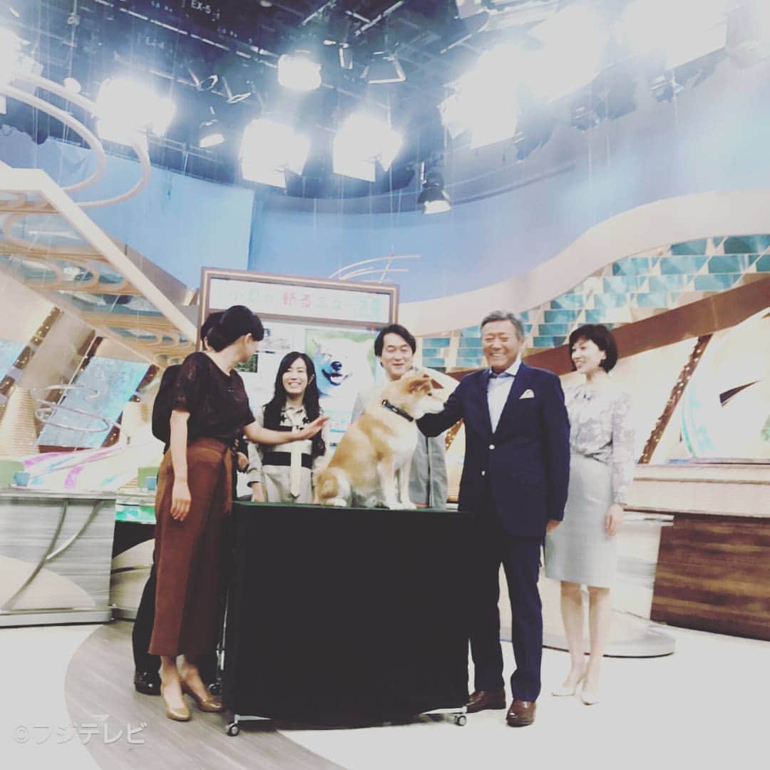 フジテレビ「とくダネ！」のインスタグラム：「柴犬まる、生出演の大役を終えました！小倉さんになついてましたね♪ さて、#どんなセリフが合うでしょう( ´艸｀) #小倉智昭 #柴犬まる #とくダネ大喜利 #大喜利 #2017 #9月18日 #月曜日 #とくダネ #tokudane #フジテレビ #fujitv 170918」