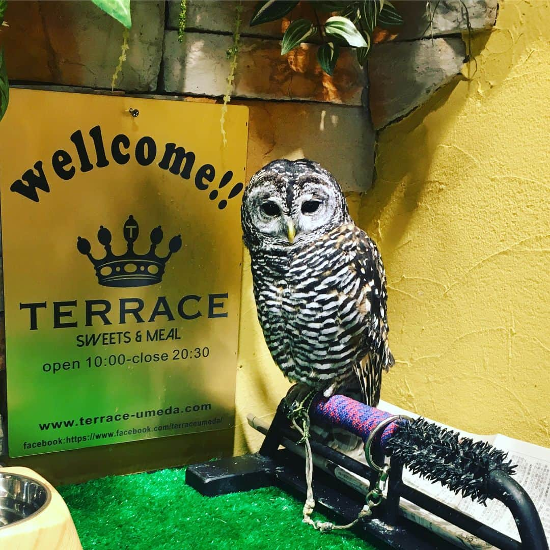 大阪グルメウォークさんのインスタグラム写真 - (大阪グルメウォークInstagram)「Introducing No. 5 "Terrace @ Umeda Chayamachi"! *** *** For 1 ticket, you get to choose one of the following; Green Tea French Toast or Egg Benedict.  It is in area called Chayamachi in Umeda.  Very close from Hankyu Umeda station.  Since this café is specializing in french toast, I chose Green Tea French Toast.  Very delicious and so fluffy inside!  Sweetness is just perfect and not too rich.  Very comfortable café♪  You will be very surprised that there is a real owl welcoming you at the entrance.  Say hello to "Pokke" when you visit!  こんばんは！富永です🌸 ✴︎ 本日は、 NO.5 【TERRACE－梅田茶屋町店-/TERRACE @ Umeda Chayamachi 】さんです！！ ✴︎ チケット１枚で ☆抹茶フレンチトースト☆ ☆エッグベネディクト☆ どちらかがいただけます😋 ✴︎ こちらのお店は茶屋町にあります！ 阪急梅田から歩いて行くと 1番近いかと思います👍 ✴︎ 今回は 抹茶フレンチトーストかエッグベネディクト どちらかを選ぶのですが、 フレンチトースト専門店という事で 『抹茶フレンチトースト』をいただきます😘 ✴︎ 全体的に甘さ控えめで、 バターや小豆、生クリームなどの 味をしっかり味わえます🍬 肝心のフレンチトーストですが、 外側はしっかり焼き上げられていて、 中はフワッフワです🤣感激しました！ ✴︎ 店内はテーブル席が15席あります(^^) 森をイメージした色や飾りなどが多く、 ゆったりできる空間です☀️ ✴︎ そして、フロントには、 フクロウ🦉のもいるんです！ 名前は『ポッケ』です😍😍 ※動画撮りましたが動いてくれず、、🤦‍♀️ ✴︎ ぜひお試しくださいね🤣 次回もお楽しみに👅 ✴︎ ⚡️⚡️⚡️⚡️⚡️⚡️⚡️⚡️ グルメウォークチケットですが、 現在、4000円で販売しております！ チケットは7か所で購入できますので 是非お買い求めください☆ 詳しくはhpへ！ ➡︎ http://gourmet-walk.com このアカウントのトップページから飛べます👑 ⚡️⚡️⚡️⚡️⚡️⚡️⚡️⚡️ #大阪 #心斎橋 #難波 #なんば #道頓堀 #ミナミ #大阪名物 #大阪グルメ #大阪観光  #食 #食べ歩き #ちょい飲み  #グルメウォーク  #osaka #shinsaibashi #namba #dotonbori  #gourmet #foodstagram #delicious  #instafood #tasty #japanesefood #osakatrip #gourmetwalk  #パンケーキ #抹茶 #茶屋町  #フクロウ」9月18日 15時14分 - osakagourmetwalk