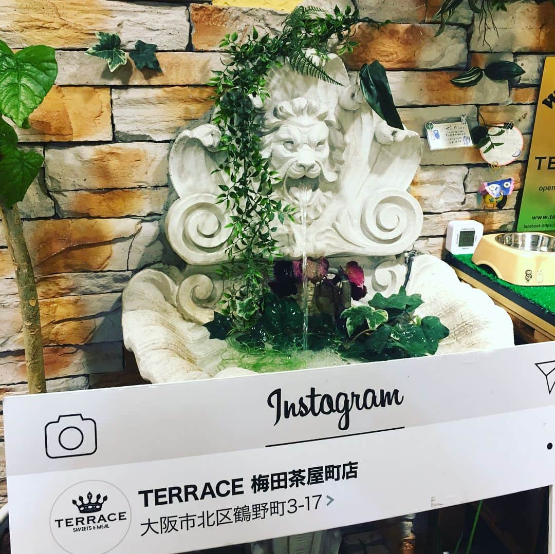 大阪グルメウォークさんのインスタグラム写真 - (大阪グルメウォークInstagram)「Introducing No. 5 "Terrace @ Umeda Chayamachi"! *** *** For 1 ticket, you get to choose one of the following; Green Tea French Toast or Egg Benedict.  It is in area called Chayamachi in Umeda.  Very close from Hankyu Umeda station.  Since this café is specializing in french toast, I chose Green Tea French Toast.  Very delicious and so fluffy inside!  Sweetness is just perfect and not too rich.  Very comfortable café♪  You will be very surprised that there is a real owl welcoming you at the entrance.  Say hello to "Pokke" when you visit!  こんばんは！富永です🌸 ✴︎ 本日は、 NO.5 【TERRACE－梅田茶屋町店-/TERRACE @ Umeda Chayamachi 】さんです！！ ✴︎ チケット１枚で ☆抹茶フレンチトースト☆ ☆エッグベネディクト☆ どちらかがいただけます😋 ✴︎ こちらのお店は茶屋町にあります！ 阪急梅田から歩いて行くと 1番近いかと思います👍 ✴︎ 今回は 抹茶フレンチトーストかエッグベネディクト どちらかを選ぶのですが、 フレンチトースト専門店という事で 『抹茶フレンチトースト』をいただきます😘 ✴︎ 全体的に甘さ控えめで、 バターや小豆、生クリームなどの 味をしっかり味わえます🍬 肝心のフレンチトーストですが、 外側はしっかり焼き上げられていて、 中はフワッフワです🤣感激しました！ ✴︎ 店内はテーブル席が15席あります(^^) 森をイメージした色や飾りなどが多く、 ゆったりできる空間です☀️ ✴︎ そして、フロントには、 フクロウ🦉のもいるんです！ 名前は『ポッケ』です😍😍 ※動画撮りましたが動いてくれず、、🤦‍♀️ ✴︎ ぜひお試しくださいね🤣 次回もお楽しみに👅 ✴︎ ⚡️⚡️⚡️⚡️⚡️⚡️⚡️⚡️ グルメウォークチケットですが、 現在、4000円で販売しております！ チケットは7か所で購入できますので 是非お買い求めください☆ 詳しくはhpへ！ ➡︎ http://gourmet-walk.com このアカウントのトップページから飛べます👑 ⚡️⚡️⚡️⚡️⚡️⚡️⚡️⚡️ #大阪 #心斎橋 #難波 #なんば #道頓堀 #ミナミ #大阪名物 #大阪グルメ #大阪観光  #食 #食べ歩き #ちょい飲み  #グルメウォーク  #osaka #shinsaibashi #namba #dotonbori  #gourmet #foodstagram #delicious  #instafood #tasty #japanesefood #osakatrip #gourmetwalk  #パンケーキ #抹茶 #茶屋町  #フクロウ」9月18日 15時14分 - osakagourmetwalk