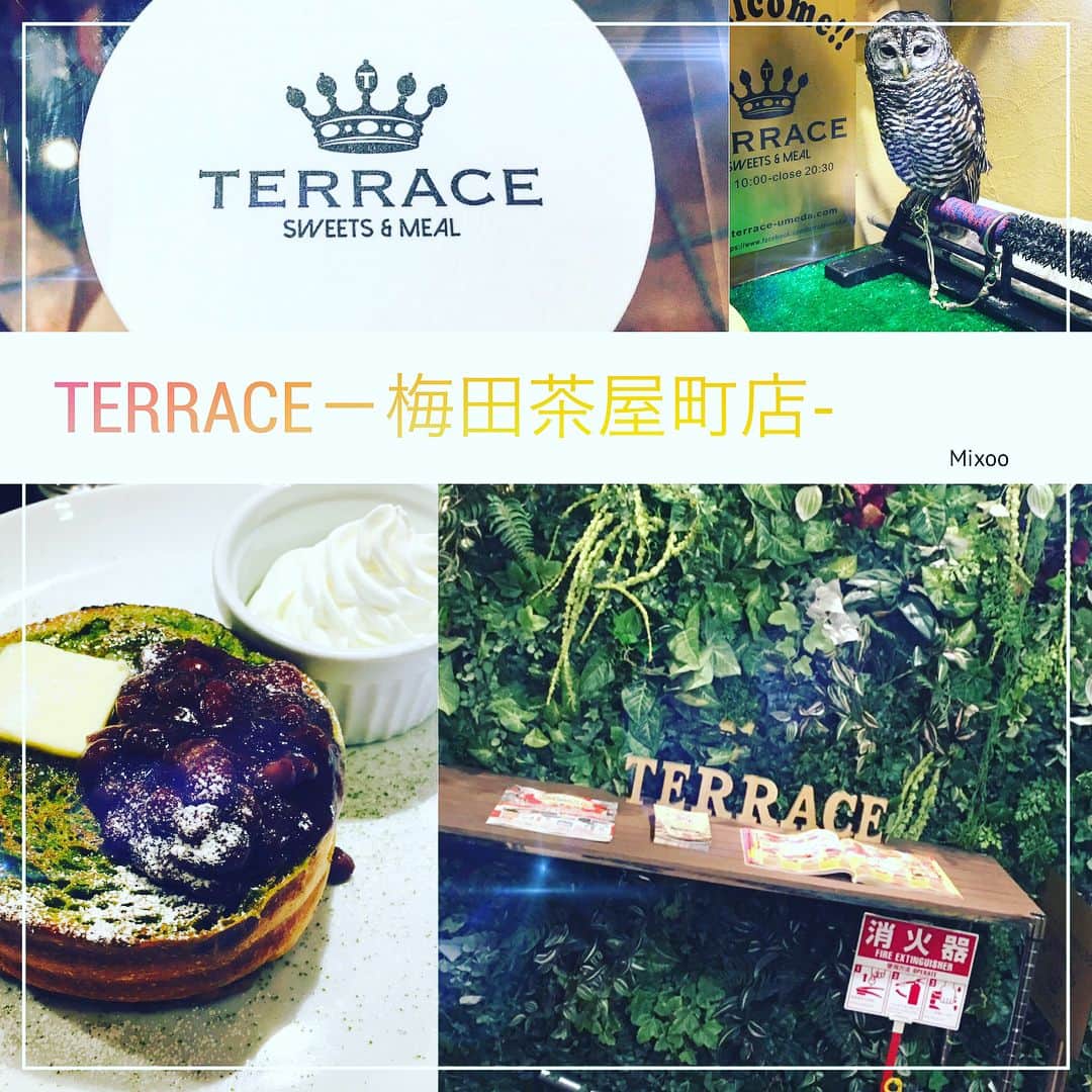大阪グルメウォークのインスタグラム：「Introducing No. 5 "Terrace @ Umeda Chayamachi"! *** *** For 1 ticket, you get to choose one of the following; Green Tea French Toast or Egg Benedict.  It is in area called Chayamachi in Umeda.  Very close from Hankyu Umeda station.  Since this café is specializing in french toast, I chose Green Tea French Toast.  Very delicious and so fluffy inside!  Sweetness is just perfect and not too rich.  Very comfortable café♪  You will be very surprised that there is a real owl welcoming you at the entrance.  Say hello to "Pokke" when you visit!  こんばんは！富永です🌸 ✴︎ 本日は、 NO.5 【TERRACE－梅田茶屋町店-/TERRACE @ Umeda Chayamachi 】さんです！！ ✴︎ チケット１枚で ☆抹茶フレンチトースト☆ ☆エッグベネディクト☆ どちらかがいただけます😋 ✴︎ こちらのお店は茶屋町にあります！ 阪急梅田から歩いて行くと 1番近いかと思います👍 ✴︎ 今回は 抹茶フレンチトーストかエッグベネディクト どちらかを選ぶのですが、 フレンチトースト専門店という事で 『抹茶フレンチトースト』をいただきます😘 ✴︎ 全体的に甘さ控えめで、 バターや小豆、生クリームなどの 味をしっかり味わえます🍬 肝心のフレンチトーストですが、 外側はしっかり焼き上げられていて、 中はフワッフワです🤣感激しました！ ✴︎ 店内はテーブル席が15席あります(^^) 森をイメージした色や飾りなどが多く、 ゆったりできる空間です☀️ ✴︎ そして、フロントには、 フクロウ🦉のもいるんです！ 名前は『ポッケ』です😍😍 ※動画撮りましたが動いてくれず、、🤦‍♀️ ✴︎ ぜひお試しくださいね🤣 次回もお楽しみに👅 ✴︎ ⚡️⚡️⚡️⚡️⚡️⚡️⚡️⚡️ グルメウォークチケットですが、 現在、4000円で販売しております！ チケットは7か所で購入できますので 是非お買い求めください☆ 詳しくはhpへ！ ➡︎ http://gourmet-walk.com このアカウントのトップページから飛べます👑 ⚡️⚡️⚡️⚡️⚡️⚡️⚡️⚡️ #大阪 #心斎橋 #難波 #なんば #道頓堀 #ミナミ #大阪名物 #大阪グルメ #大阪観光  #食 #食べ歩き #ちょい飲み  #グルメウォーク  #osaka #shinsaibashi #namba #dotonbori  #gourmet #foodstagram #delicious  #instafood #tasty #japanesefood #osakatrip #gourmetwalk  #パンケーキ #抹茶 #茶屋町  #フクロウ」