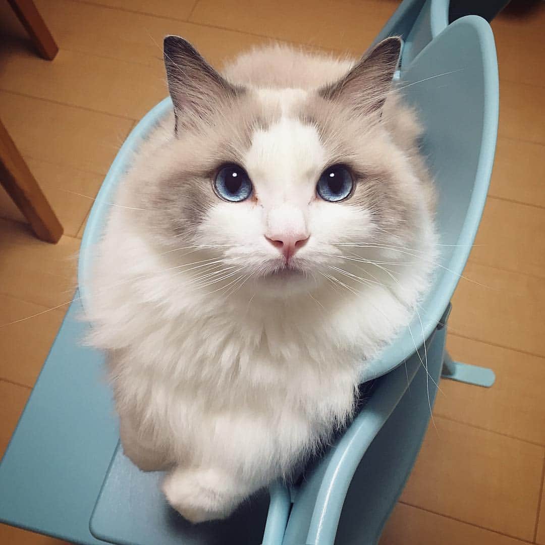ポテトのインスタグラム：「キリッキリッ😼✨ この椅子やっぱキツイにゃ？ #ragdoll #ragdollcat #ragdollsofinstagram #instaragdoll #instacat #instagramcats #catsofinstagram #catlove #adorable #aww #pet #cat #neko #ラグドール #猫 #ネコ #ねこ #ねこ部」