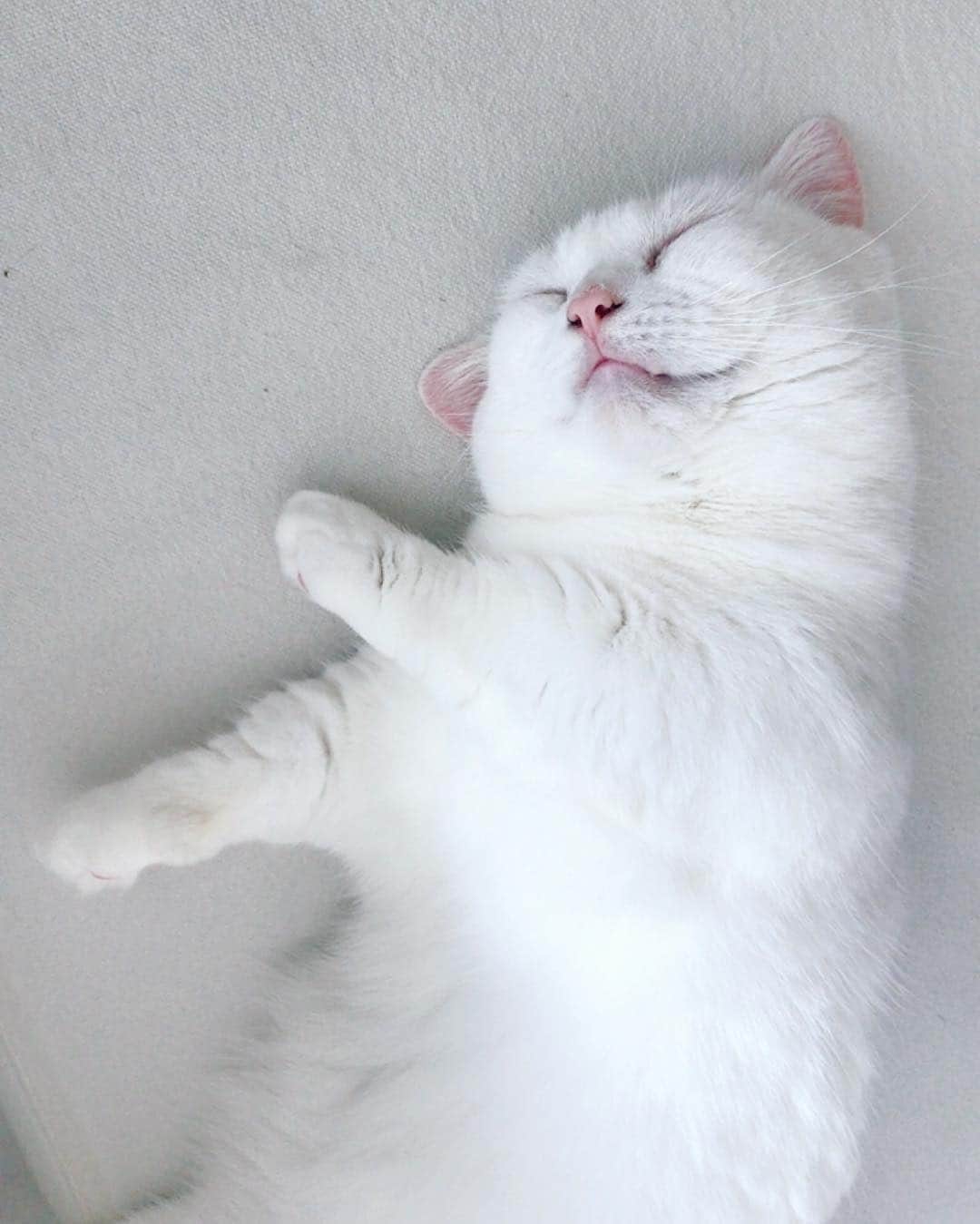 ダニョ（鈴木えみ）さんのインスタグラム写真 - (ダニョ（鈴木えみ）Instagram)「#danyo #danyocawaii #munchkin #whitecat #catstagram #catlovers」9月18日 21時18分 - danyostagram