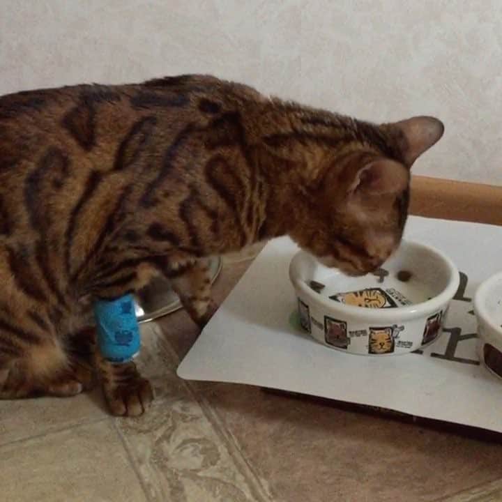 Celeb Bengal Cat · Simbaのインスタグラム：「Hungry after visiting the vet 🙀 bit.ly/grow-your-cat-instagram」