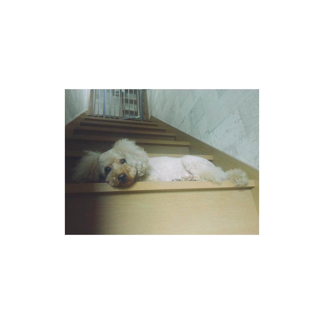 石井杏奈さんのインスタグラム写真 - (石井杏奈Instagram)「癒し。愛犬。36(サブロー)。」9月19日 12時43分 - anna_ishii_official