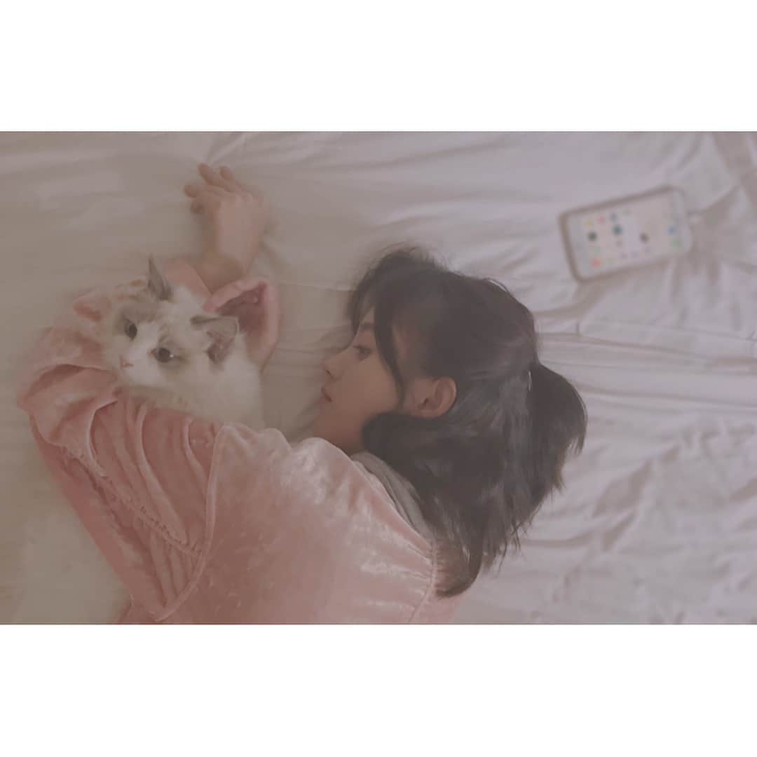 ジュー・ジンイー（キクちゃん）さんのインスタグラム写真 - (ジュー・ジンイー（キクちゃん）Instagram)「🐱🐱🐱」9月19日 22時17分 - kikuchanj