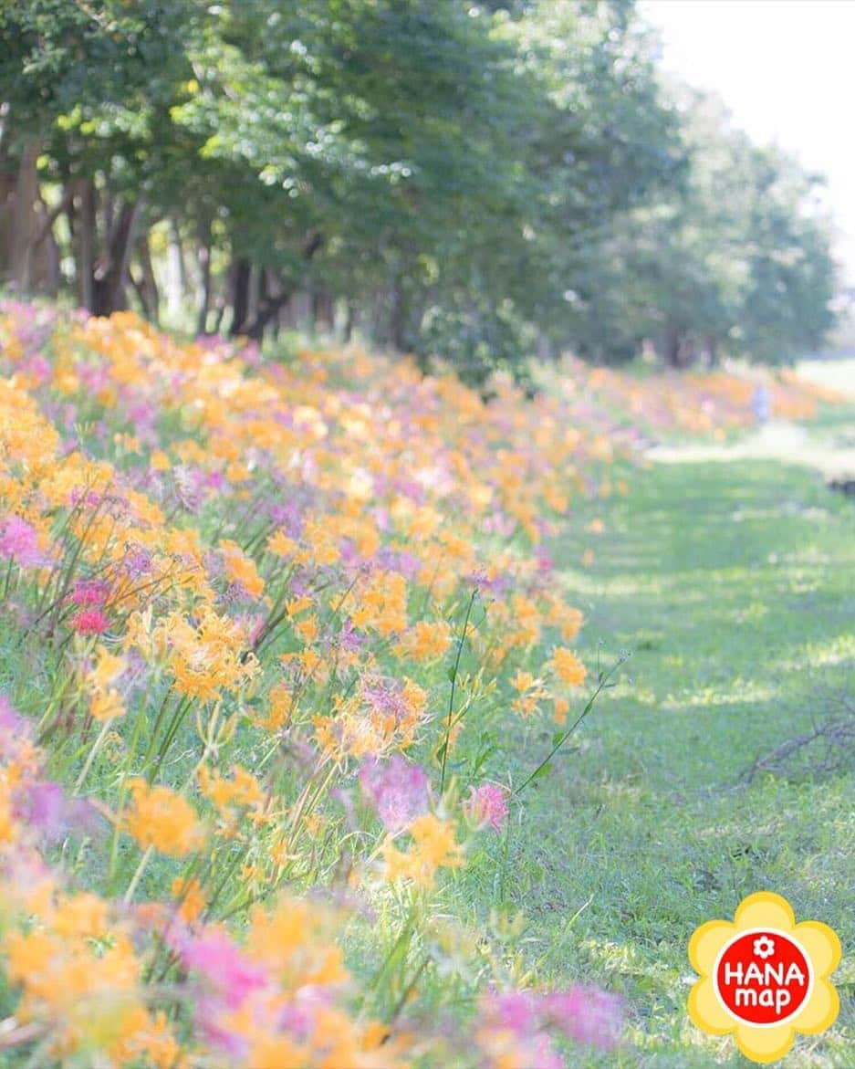 はなまっぷ❁日本の花風景さんのインスタグラム写真 - (はなまっぷ❁日本の花風景Instagram)「🌸はなまっぷ🌸 * @may1228maho  さんの 花のある風景に花まるを💮 * パステルカラーの彼岸花が咲き乱れる可愛い風景をありがとうございます😊🌸 * 愛知  稗田川 Takahama, Aichi Pref. * 🌸•••🌸•••🌸•••🌸•••🌸•••🌸 * いつも素敵なお花をありがとうございます😊 日本の花のある風景にタグ付けしてください🌸 お花があれば何でもOKです💓 * #はなまっぷ * #愛知#高浜#稗田川#彼岸花#曼珠沙華#ヒガンバナ#花畑#花#日本#秋」9月19日 22時36分 - hanamap