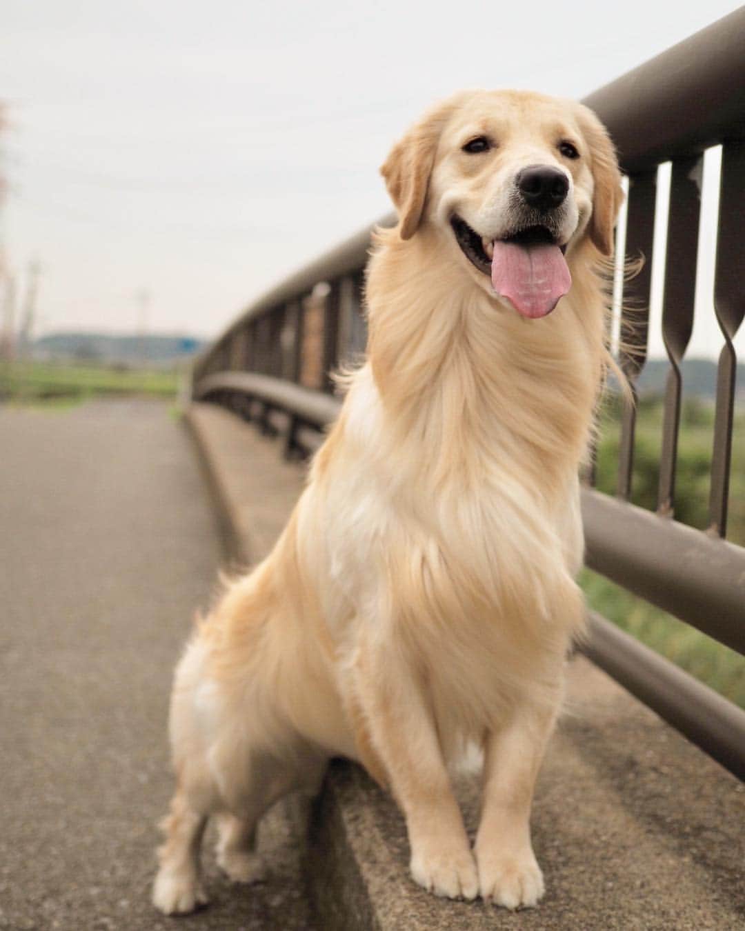 まゆみさんのインスタグラム写真 - (まゆみInstagram)「。 。 Penpenco neck is long and my feet are short. 🤣❤️❤️ 。 ぺんぺんこ氏 素敵風 。 。 #ねぇぺーーえ #首が長くて足短いけど大丈夫？😂😂 。 。 #ゴールデンレトリバー#goldenretriever#dog#犬#golden#retriever#ilovemydog#doglover#petstagram#retrieversgram#goldens_ofinstagram#insta_dog#adorable#retrieversgram#ぺんぺん子ちゃん#petstagram#ふわもこ部」9月20日 19時03分 - aarun_evolution