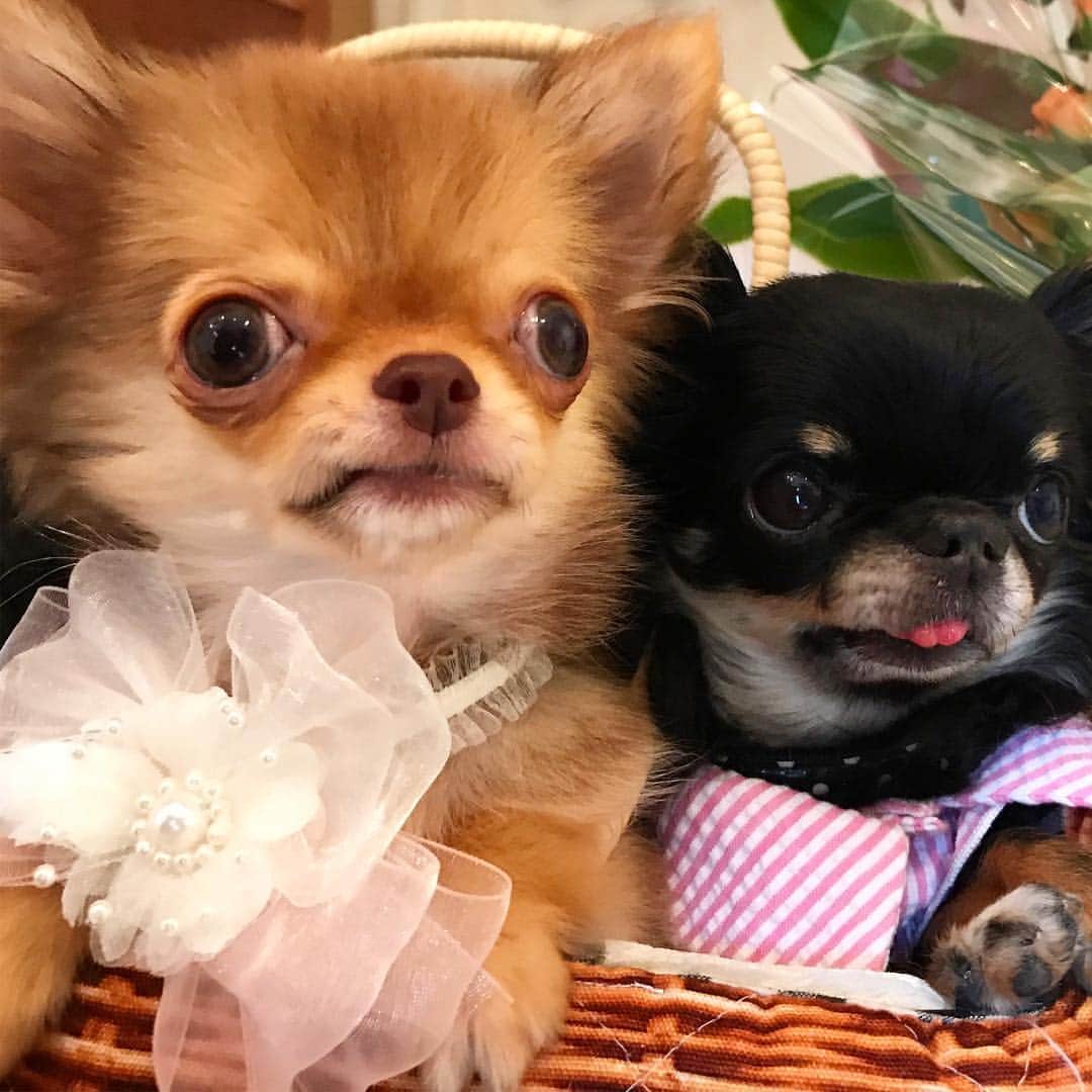 kayoのインスタグラム：「* * おはりり❤️くりくりー * * くりお顔デカっ😂 どっちがパピーだか｡｡🤔 * * kulio❤️Li'li'i * * #りーたんは永遠のパピー #chihuahua#chihuahualove#dogstgram#dog#instadog#ちわわ#チワワ#チワワ画像#チワワ大好き#チワワ部#親ばか部#ロングコートチワワ#多頭飼い#パピー#puppy * *」