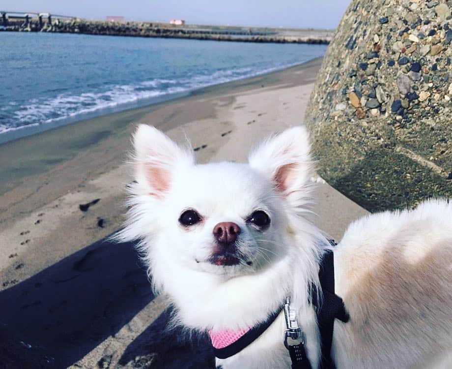 のインスタグラム：「海🏖～～！…あれ、ちょっと寒い😵？ ・ 日中はまだまだ暑さ☀️が続いていますが、夜🌙はだいぶ涼しくなってきましたね ・ うちのワンちゃん🐶も、少しもの哀しい秋の海辺で なんだかたそがれていました😌 ・ ・ そんな感傷を吹きとばして、 秋の夜長を堪能しつくすためにも レグザのブルーレイレコーダーを当てちゃいましょう！！🎁 ・ 詳しくは特設サイトまで🎯 http://regza-cp.info/instagram/ ・ #ペットとレグザ #にゃんコレ #キャンペーン #レグザ #regza #有村架純 #ブルーレイ #動物 #ペット #犬 #猫 #ペット好き #ペット好きな人と繋がりたい #pet #animal #petstagram #dog #dogstagram #cat #catstagram ＃犬バカ部 ＃ねこ部 ＃instabunnies ＃インコ部 ＃cutepets」