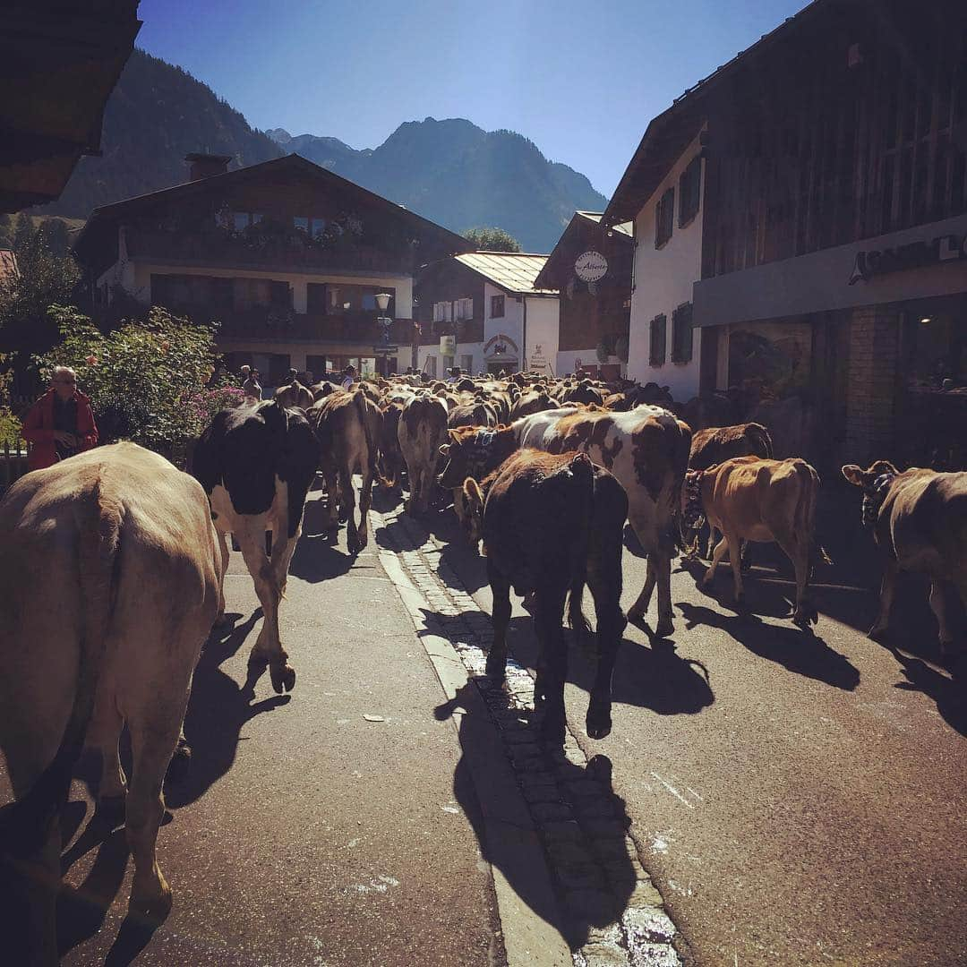 アレクサンダー・ガージのインスタグラム：「🐄🐄🐄.... #oberstdorf」