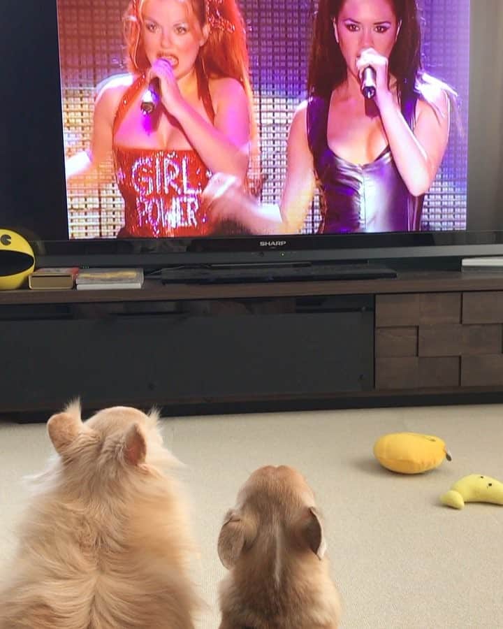 まち(Machi)のインスタグラム：「. ストーリーに載せたけど お気に入りなのでこっちにも👀 . We love SPICE GIRLS❤ . #chihuahua #chihuahuas #dog #instadog #chihuahuasofinstagram #chihuahuasofinstagram_  #weeklyfluff #doglover #chihuahualove #ふわもこ部 #happy #choco #azuki #omochi #チワワ #ちわわ #犬 #スムチー #ロンチー #igersjp #ふわもこ部 #spicegirls」