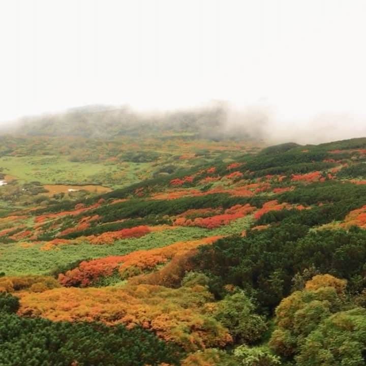 mikaestのインスタグラム：「Autumn in Hokkaido . 結局、北海道の紅葉は、ストーリーにポストした この動画が一番良い気がするw . #やはりiPhone強し . . これ、ドローンじゃなくて、 単なる帰りのロープウェイです（笑） .」