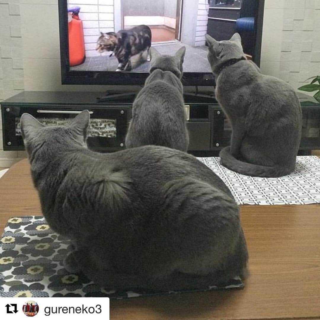 のインスタグラム：「#Repost @gureneko3 ・ ・ レグザブルーレイレコーダーと有村架純さんグッズが当たるキャンペーン実施中♬ ・ 詳しくは特設サイトへ🎯 http://regza-cp.info/instagram/  #ペットとレグザ #にゃんコレ #キャンペーン #レグザ #regza」
