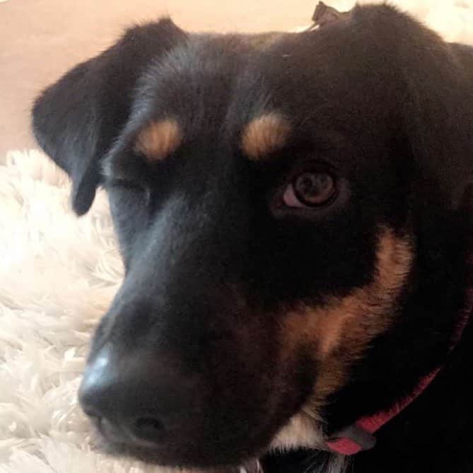 adidas Basketballのインスタグラム：「Winking at the dog across the yard」