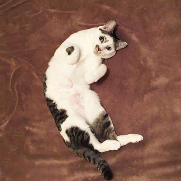 OKAさんのインスタグラム写真 - (OKAInstagram)「トラネコボンボンの中西さんによる カントクというあだ名の猫Tシャツ! #監督ポーズのしろたろ #ADIEUTRISTESSELOISIR」9月23日 18時50分 - ytrpics