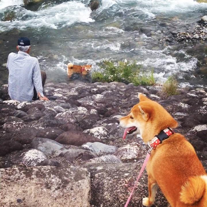 マロたんのインスタグラム：「#2014 マロたんはいつもさっちゃん待ってたし、さっちゃんはマロたんが待ってるのわかってた 14歳になったさっちゃんとは一緒に遊べないけれど、マロたんにとってさっちゃんは今でも特別 犬の愛情ってすごいね #そして #お察しの通りママ号泣」